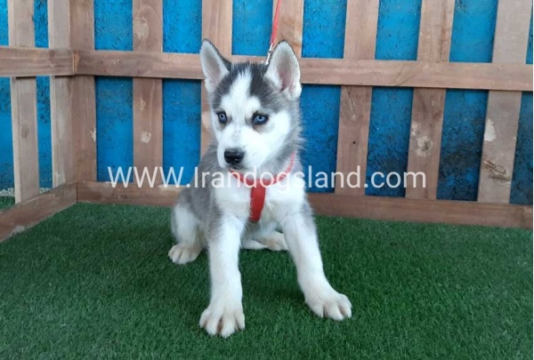 --husky-171_6
