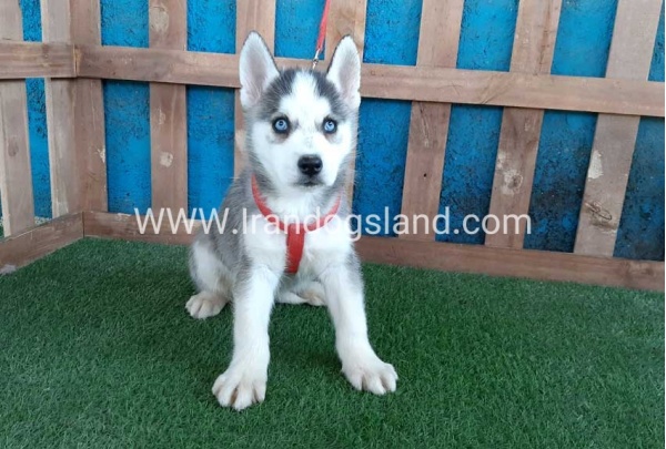 --husky-171_7