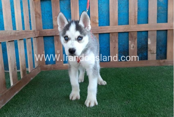 --husky-171_8