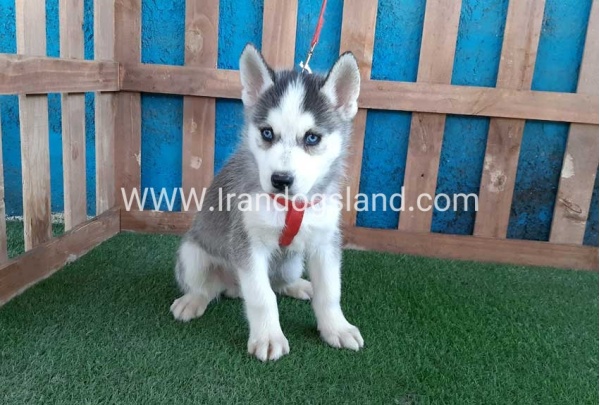 --husky-171_9