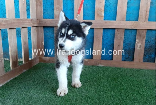 --husky-172_1