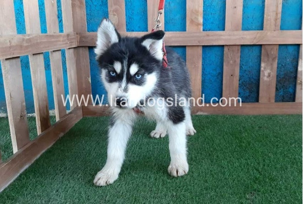 --husky-172_10