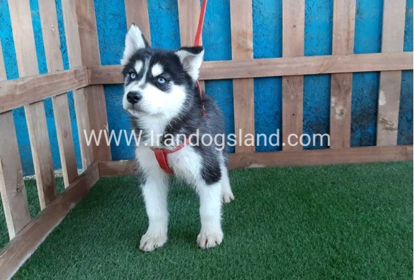 --husky-172_11