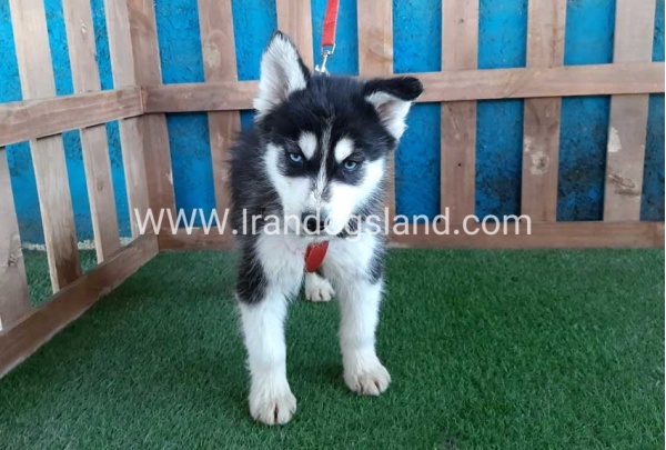 --husky-172_12