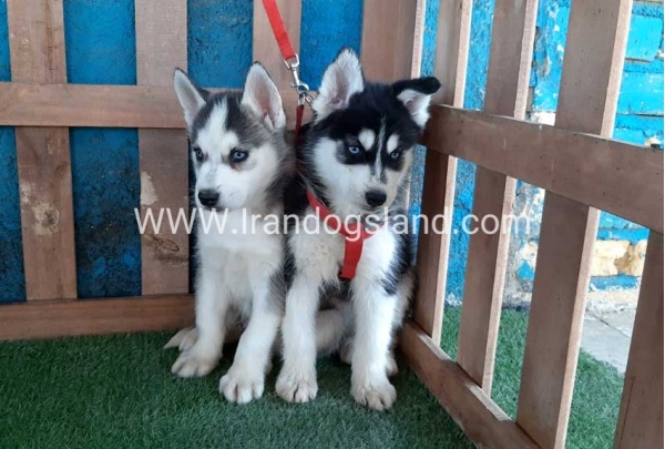 --husky-172_2