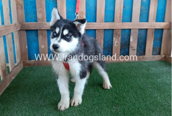 --husky-172_3