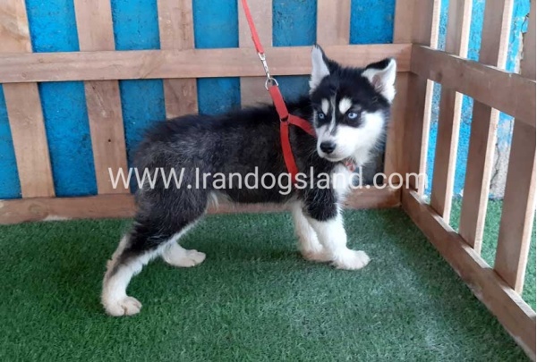 --husky-172_5