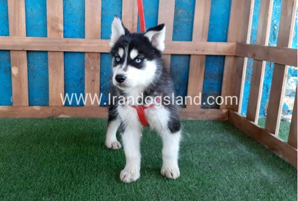 --husky-172_6