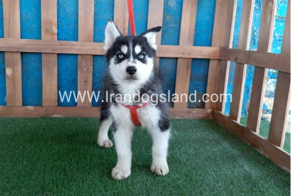 --husky-172_7