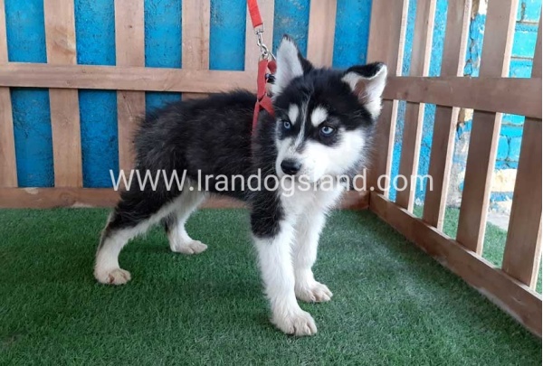 --husky-172_8