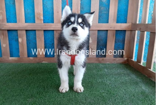 --husky-172_9