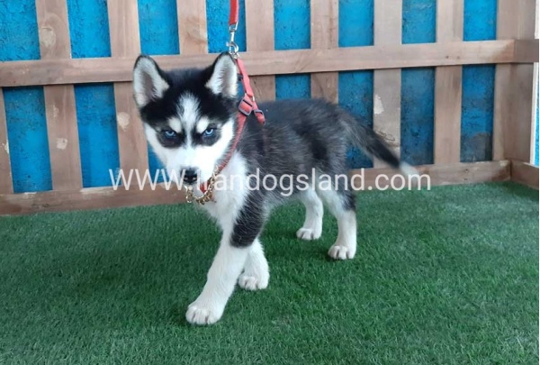 --husky-173_1