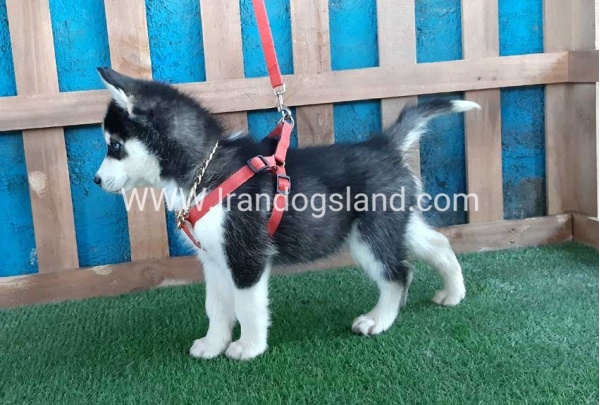 --husky-173_10
