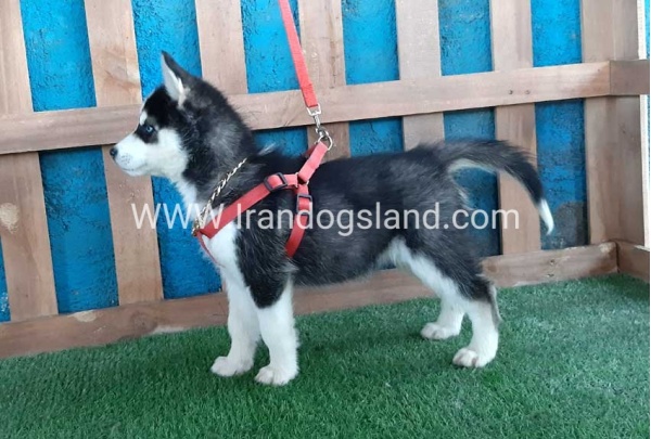 --husky-173_11
