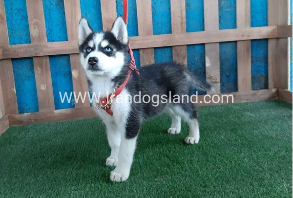 --husky-173_2