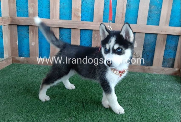 --husky-173_3