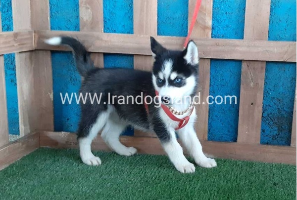 --husky-173_4