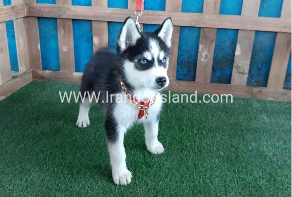 --husky-173_5