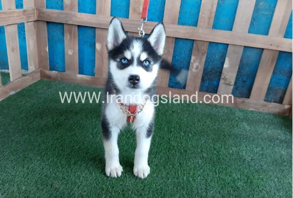 --husky-173_6