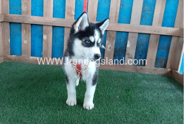--husky-173_7
