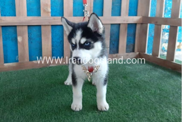 --husky-173_8