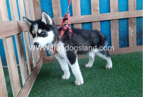 --husky-173_9