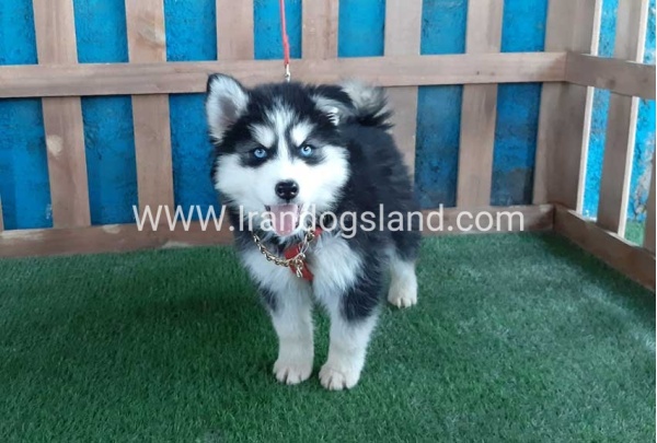 --husky-174_10