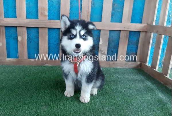 --husky-174_11