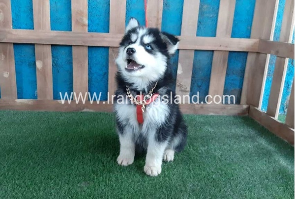 --husky-174_12_452309107