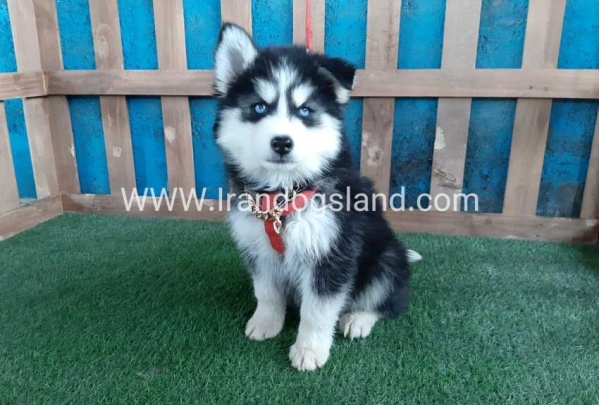 --husky-174_1_773083587