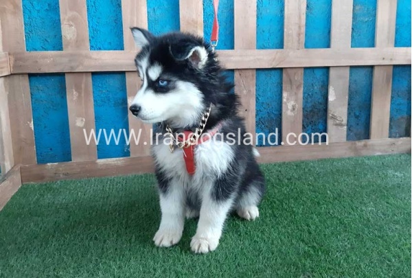 --husky-174_3