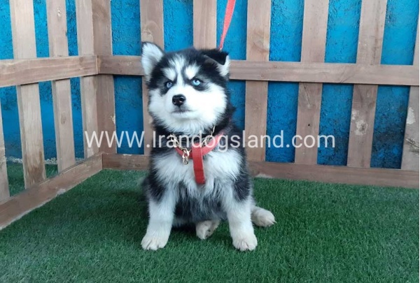 --husky-174_5_1636923616