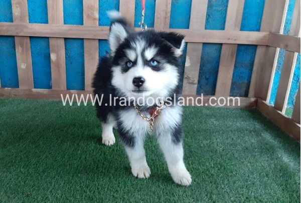 --husky-174_6