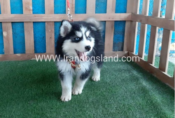 --husky-174_9