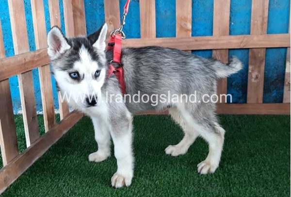 --husky-175_1