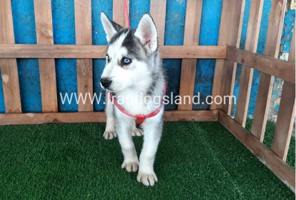 --husky-175_2