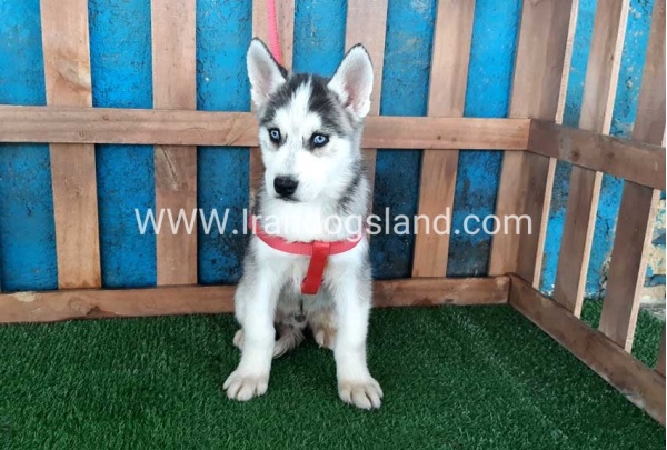 --husky-175_3
