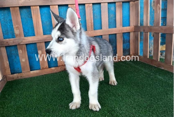 --husky-175_4