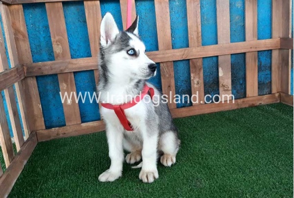 --husky-175_5