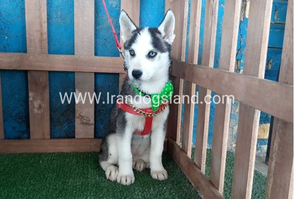 --husky-176_1
