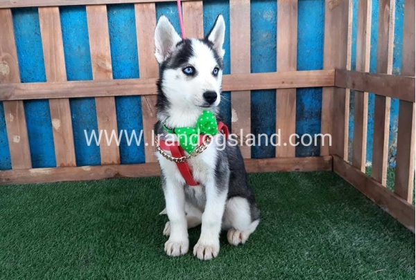 --husky-176_10
