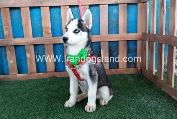 --husky-176_11