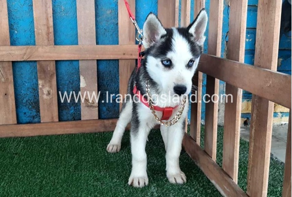 --husky-176_2
