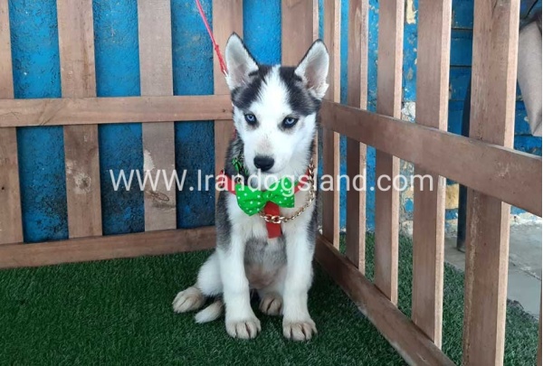 --husky-176_3