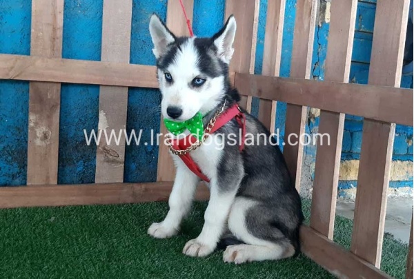 --husky-176_4