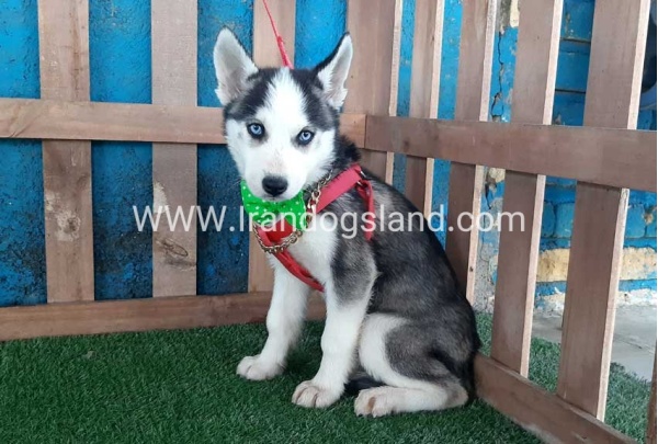 --husky-176_5
