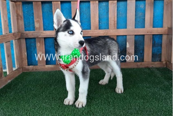 --husky-176_6