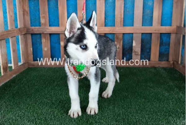 --husky-176_7