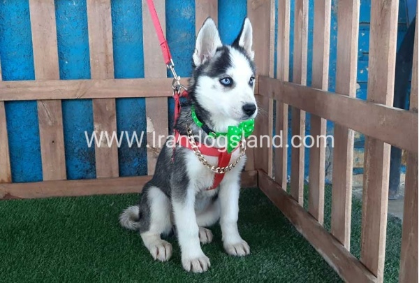 --husky-176_8