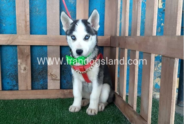 --husky-176_9